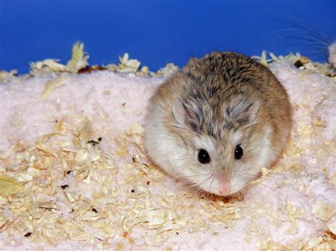 How To Keep A Roborovski Dwarf Hamster Robo Hamster Care