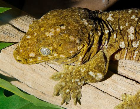 New Caledonia Giant Gecko Rhacodactylus Leachianus Reptile Habitat