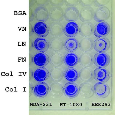 Cytoselect 48 Well Cell Adhesion Assay Ecm Array Colorimetric