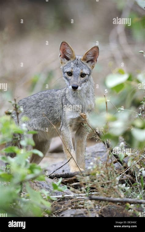 Sechuran Fox Pseudalopex Sechurae Chaparri Ecological Reserve Peru