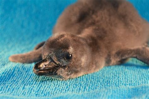 Third Endangered Penguin Hatched This Year Zooborns