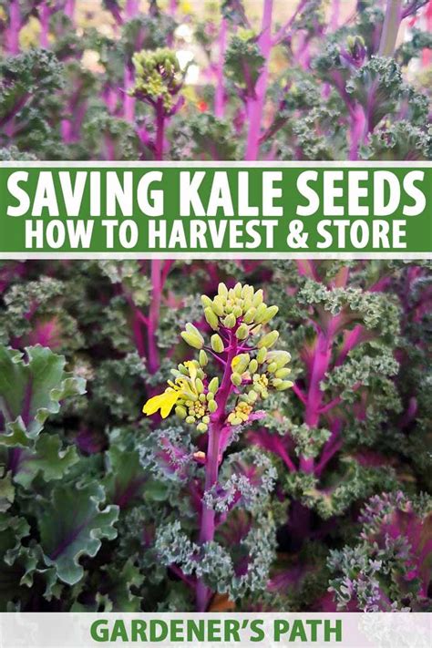 How To Harvest And Save Kale Seeds Gardeners Path In 2020 Kale