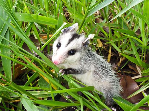 Gambá-de-orelha-branca/Opossum (Didelphis albiventris) (+ … | Flickr
