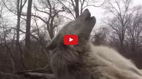 Worlds Laziest Wolf Howls