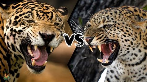 OnÇa Vs Leopardo Qual Dos Dois Vence A Batalha Youtube