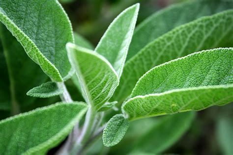 Sage Growing And Harvest Information Growing Herbs