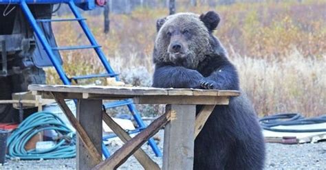 12 Photos Of Bears Pretending To Be Like Humans