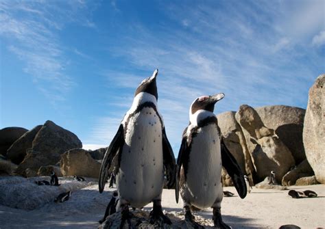 The 10 Best Boulders Beach Tours And Tickets 2021 Cape Town Viator