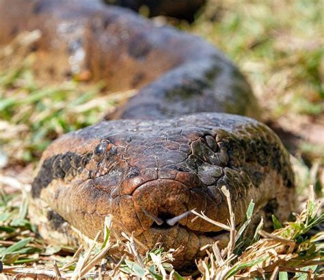 ‘anaconda Brasileira Veja Os Registros De Sucuris Que Bombaram Em