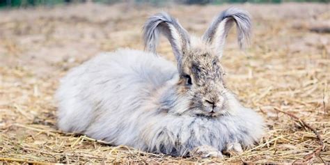 The Angora Rabbit Complete Breed Guide And 5 Top Care Tips