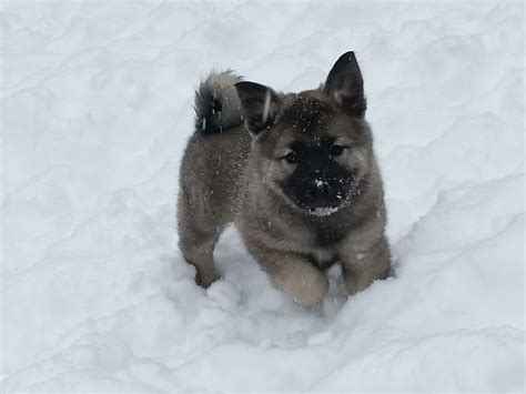 Norwegian Elkhound Puppies Rescue Pictures Information