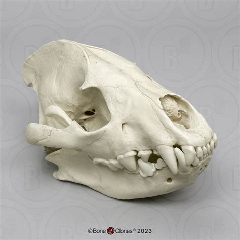 Hyena Skull Bone Clones Inc Osteological Reproductions