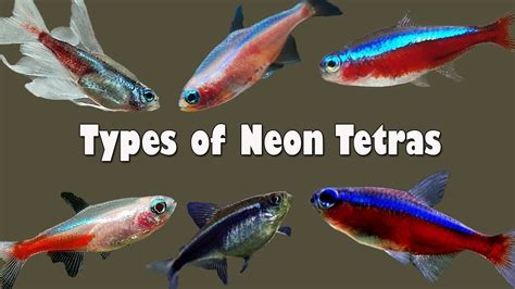 8 Most Popular Neon Tetras Varieties Types Of Neon Tetra 2021 Youtube