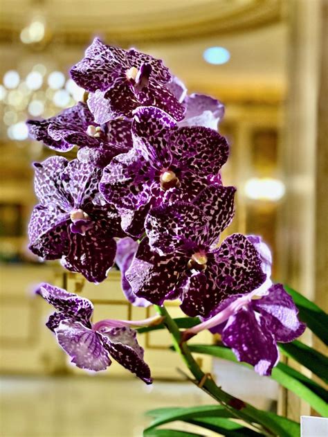 Jeff leatham, one of the top floral designers in the world, moves from paris to new york city to set up shop in the event capital of the world. Jeff Leatham Vanda sunanda orchid in 2020 | Orchids ...