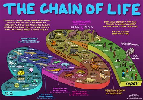 The Chain Of Life Your Evolutionary History By