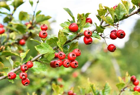 5 Essential Health Benefits Of Hawthorn Berry Ecowatch