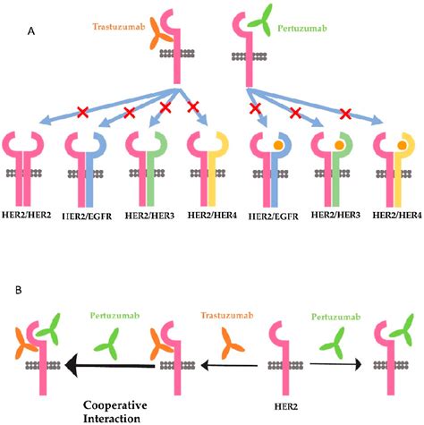 Figure From Mechanisms Underlying The Action And Synergism Of Trastuzumab And Pertuzumab In