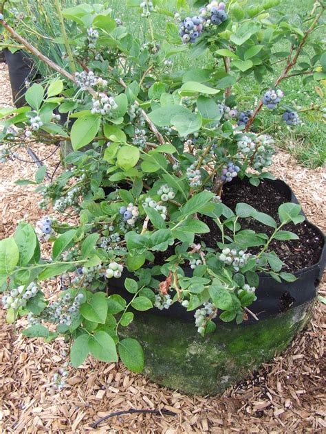 Ka Bluey Blueberries In Grow Tubs Gardens Alive Blog