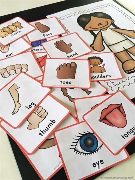 Printable Body Parts Matching Game Body Parts Preschool Activities