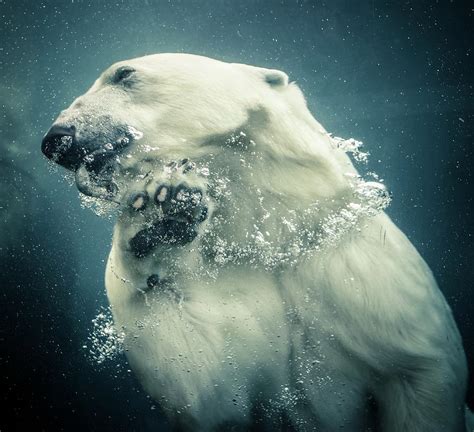 Images Of Polar Bears Swimming