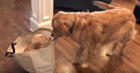 Video Shows Confused But Excited Golden Retriever Meeting His Younger