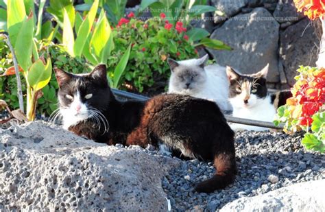 Lanzarote Cats The Friendly Ferals Of Playa Chica And The Harbour Puerto