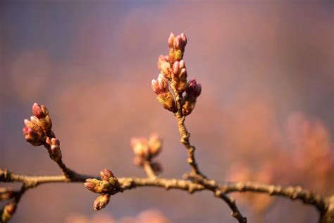 Dc Cherry Blossom Watch Update March 23 2019