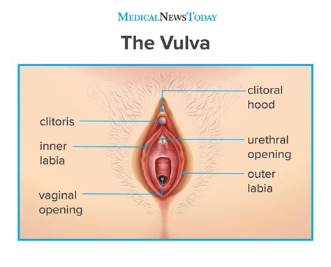 A slowly growing granuloma produced few clinical signs. Vulvar pain: Symptoms, causes, and treatment