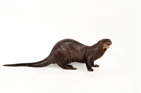 25 Giant Amazon River Otter Size 321597