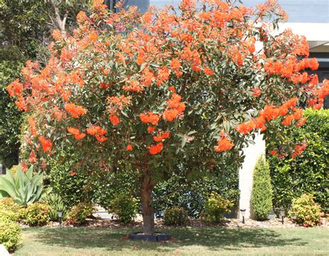 Corymbia Baby Orange Nsw Australia Baby Orange Landscape Design