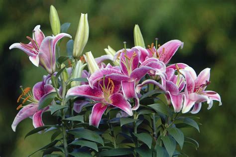 14 Recommended Lily Varieties For Your Garden