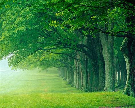 74 Green Forest Background On Wallpapersafari