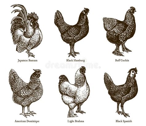 Group Of Hens And Of Different Chicken Breeds Stock Vector