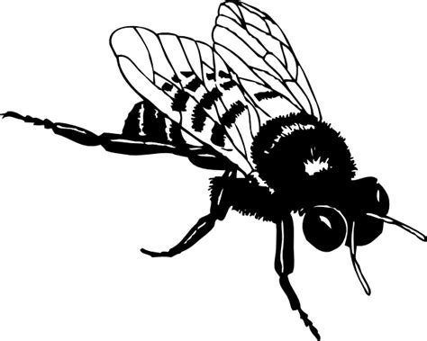 Bee Outlines Clipart Best