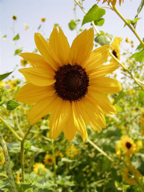 Filesingle Sunflower 1 Wikimedia Commons