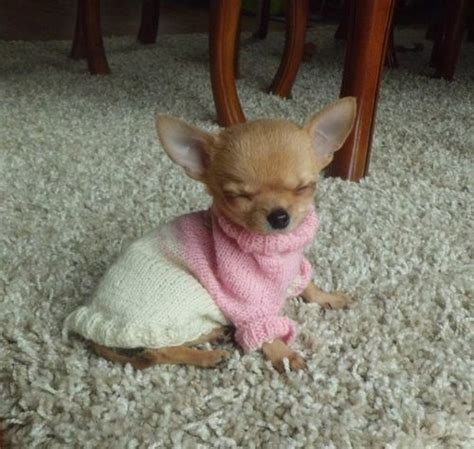 Original Perro Chihuahua Bebe Pets Lovers