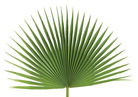 Image Result For Fan Palm Leaf Fan Palm Palm Sunday Decorations