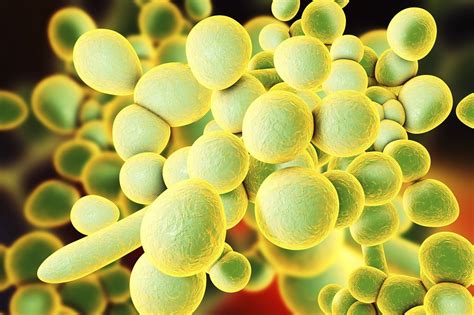 Identification And Control Of Candida Auris Outbreak In A Hospital Icu