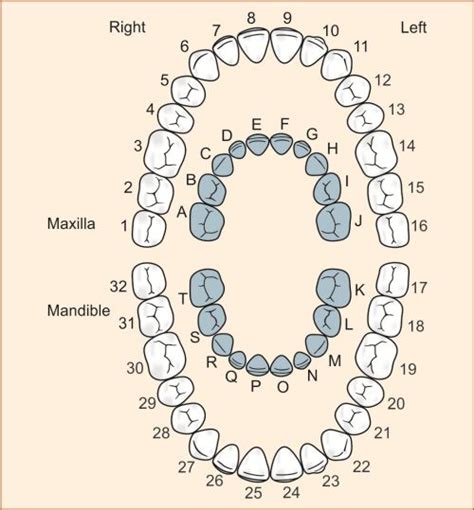 Universal Numbering System Teeth