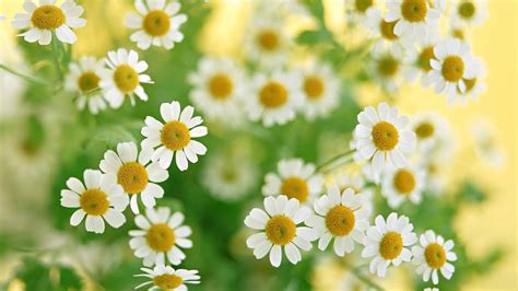 White And Yellow Daisies HD Wallpaper Wallpaper Flare