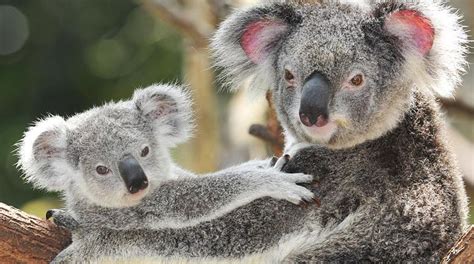 Kebakaran hutan dan lahan masih melanda australia, mengakibatkan sekitar 25 ribu koala mati. Australia: il grido dei koala - Salviamo la foresta