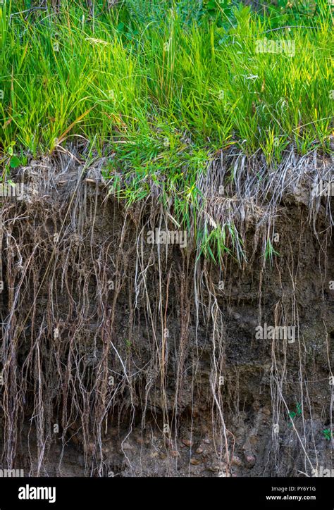 Colorado Wild Grass Showing Deep Root Structure Castle Rock Colorado