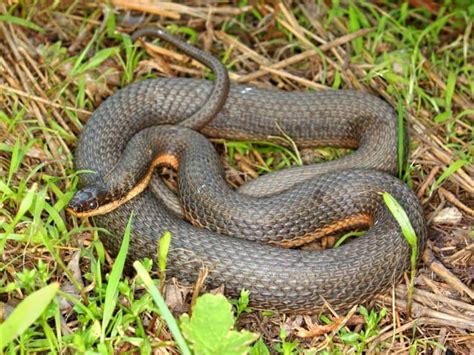 Virginia Snakes Identification Guide Background Info And Pics