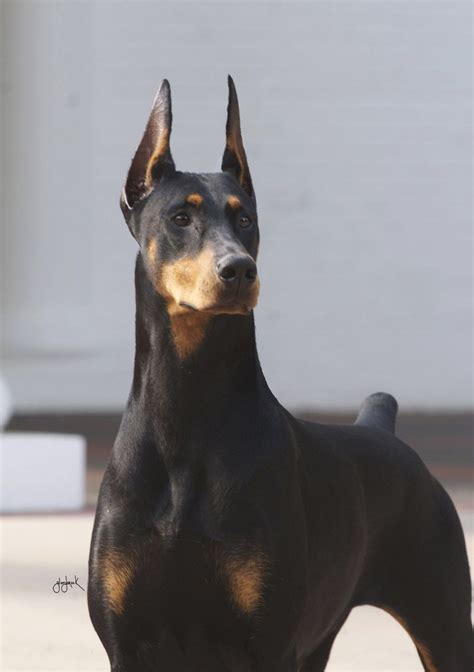 Doberman With Show Cropped Ears Dog Lovers Doberman Pinscher Puppy