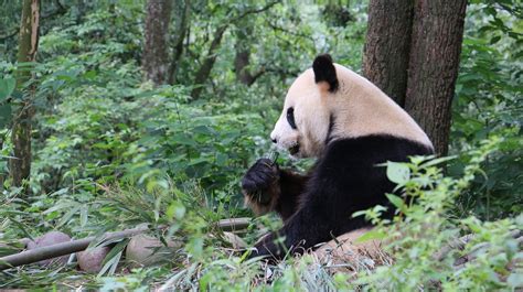 Le Panda Géant Nest Plus Une Espèce En Danger