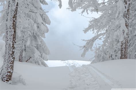 White Winter Snow Scene Ultra Hd Desktop Background