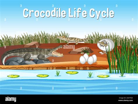 Scene With Crocodile Life Cycle Stock Vector Image And Art Alamy