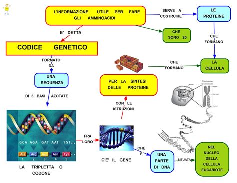 Mapper Codice Genetico