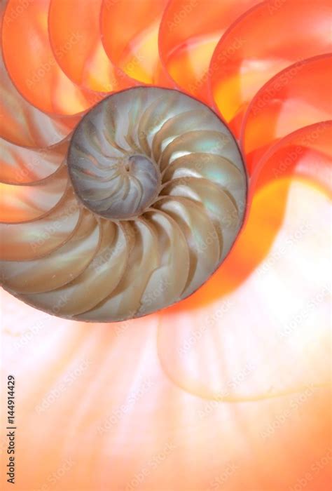 Shell Nautilus Pearl Fibonacci Sequence Coral Symmetry Cross Section