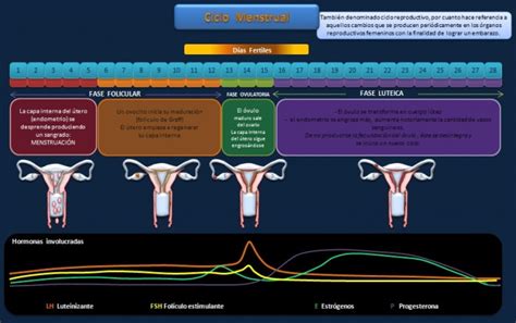 Cuadros Sin Pticos Sobre El Ciclo Menstrual Cuadro Comparativo The Best Porn Website